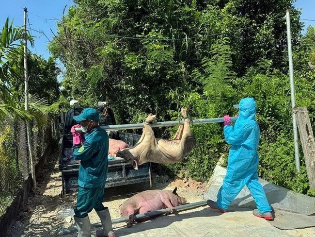 Phát hiện hơn 100 ổ dịch tả lợn Châu Phi, tiêu huỷ hàng chục tấn