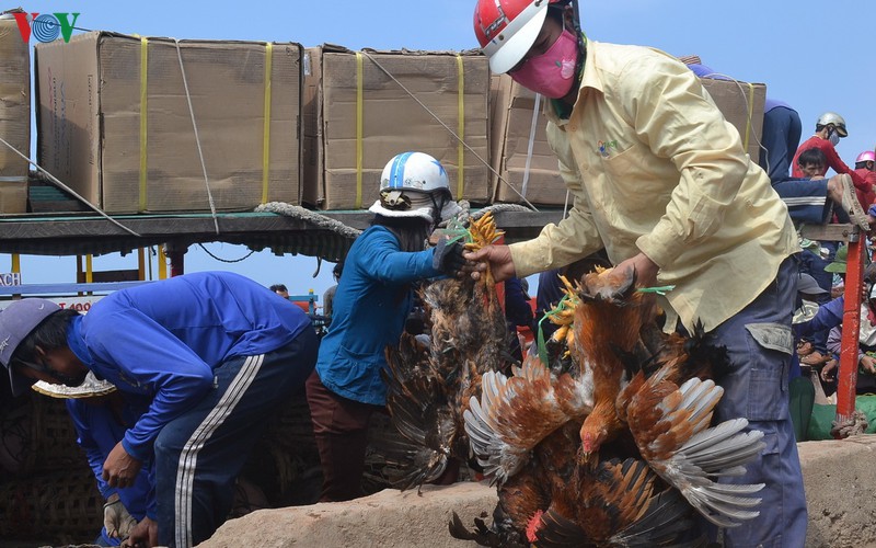 Người dân Lý Sơn dự trữ lương thực ứng phó với áp thấp nhiệt đới