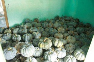 Quảng Ngãi: Bí đỏ rớt giá, nông dân lao đao