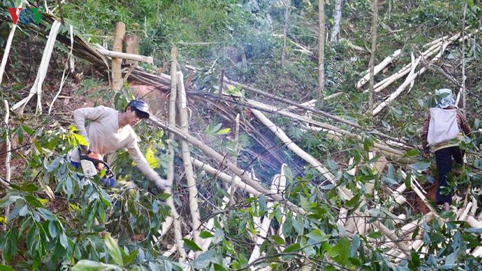 Quảng Ngãi - Người trồng keo trắng tay sau bão