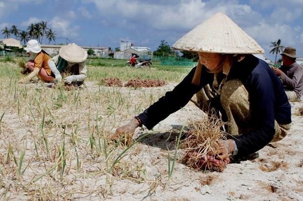Quảng Ngãi: Áp lực từ đất thải nông nghiệp tại huyện đảo Lý Sơn