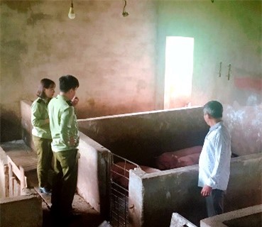 Quảng Ngãi: Dự báo không thiếu thịt heo dịp Tết Nguyên đán năm 2020
