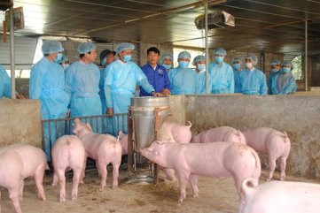 Quảng Ngãi: Chi gần 33 tỷ đồng hỗ trợ thiệt hại dịch tả heo Châu Phi