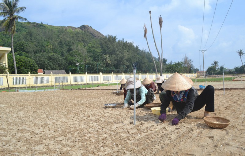Nguy cơ thiếu nước vụ tỏi đông xuân ở huyện đảo Lý Sơn