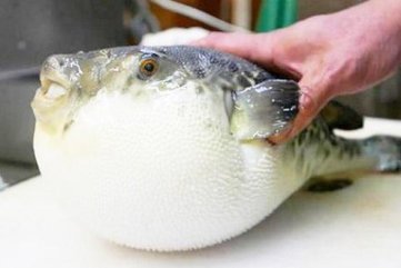 Vụ 6 người ngộ độc cá nóc ở Quảng Ngãi: 1 người đã tử vong