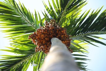 Quảng Ngãi: Giá cau chạm đáy khiến người trồng lao đao
