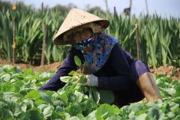 Giá rớt thảm hại, nông dân Quảng Ngãi nhổ bỏ rau tại ruộng