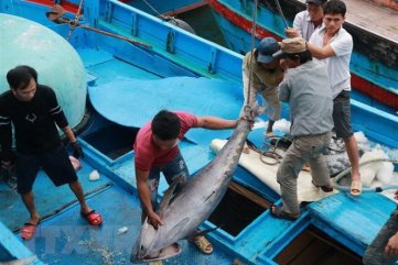 Ngư dân trúng đậm 'lộc biển' cuối năm, hứa hẹn đón Tết đủ đầy