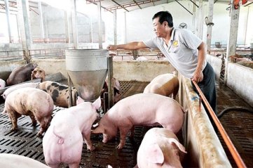 Giá heo hơi hôm nay 10/01/2020: Dứt đà giảm, có tín hiệu tăng mới?