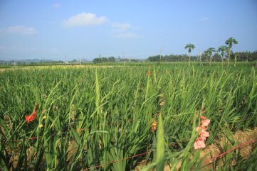 Hoa nở sớm, người dân Quảng Ngãi ngậm ngùi bán lỗ