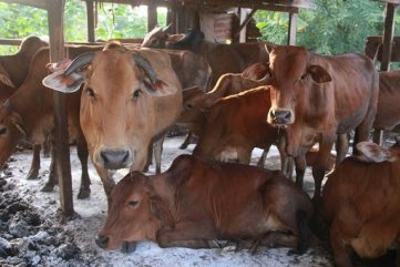 Nguy cơ bùng phát dịch lở mồm long móng tại Quảng Ngãi
