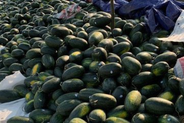 Thanh niên Quảng Ngãi “giải cứu” dưa hấu