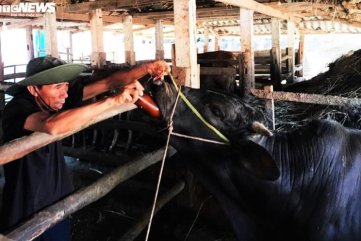Ngăn dịch lở mồm long móng, Quảng Ngãi phun 7.000 lít hóa chất khử trùng