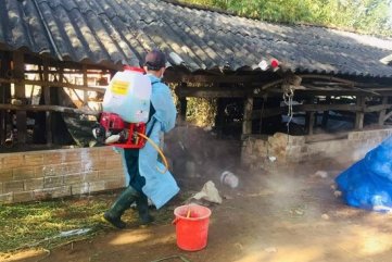 Quảng Ngãi: Dịch lở mồm long móng xuất hiện ở 6 huyện, thành phố