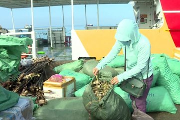 QUẢNG NGÃI:THU GIỮ GẦN 1 TẤN TỎI CỦ KHÔNG RÕ NGUỒN GỐC RA ĐẢO LÝ SƠN