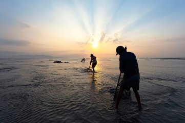 Ngư dân trúng mùa ốc ruốc ở xứ Quảng