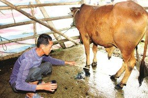 Quảng Ngãi: Dập dịch lở mồm long móng trên đàn gia súc
