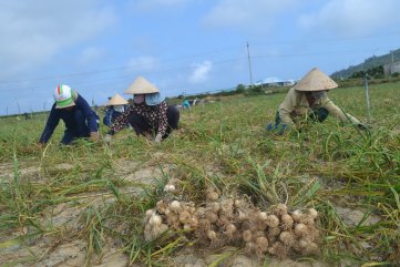 Quảng Ngãi: Tỏi Lý Sơn được mùa nhưng rớt một nửa giá