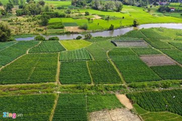 Thương lái giải cứu hàng nghìn tấn ớt cho nông dân Quảng Ngãi