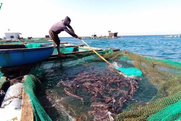 Lãi hàng trăm triệu đồng từ nuôi cá bớp lồng bè trên đảo Lý Sơn