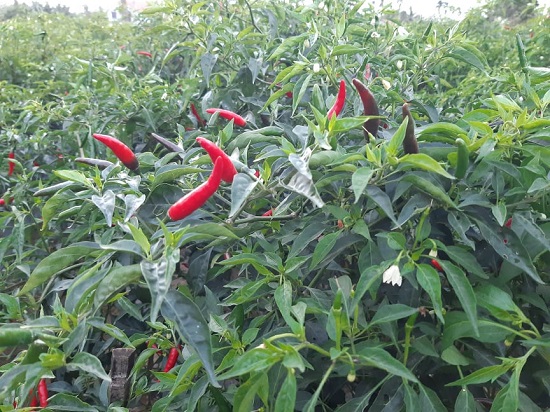 Quảng Ngãi: Tiêu thụ ớt gặp khó khăn