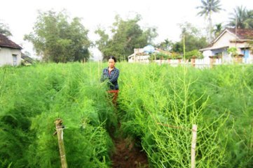 Từ tháng 3: Việt Nam có thể xuất khẩu măng tây sang Úc