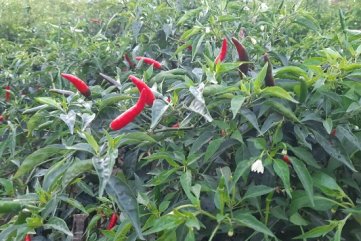 Quảng Ngãi: Tiêu thụ ớt gặp khó khăn