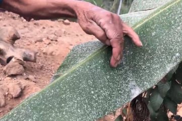 Quảng Ngãi: Chậm di dời, nhà máy tinh bột mì “hành” dân