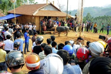 Tạm dừng lễ hội 'ăn trâu' để phòng dịch Covid-19