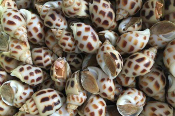 Nuôi ốc hương, lãi tiền tỷ