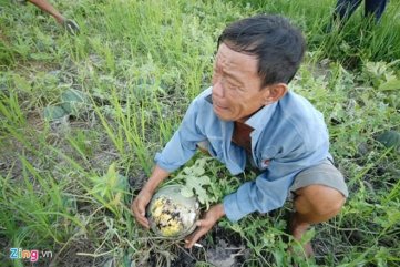 "ĐƯỢC MÙA - MẤT GIÁ"