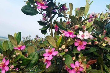 Hoa sim Đức Phổ
