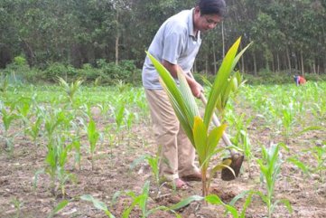 Kiểm tra gấp giống dừa xiêm hỗ trợ dân chết hàng loạt