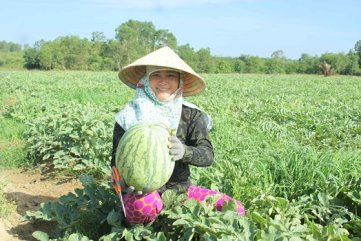 Lần đầu tiên nông dân Quảng Ngãi trồng dưa sạch không hạt