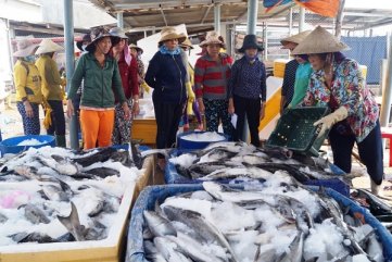 Quảng Ngãi: Công bố kết quả xét nghiệm cá nuôi chết bất thường ở Bình Sơn