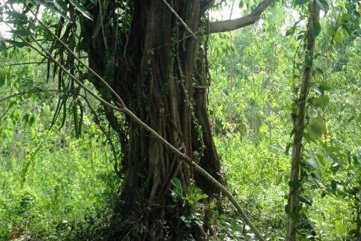 Làm giả hồ sơ để chở cây ‘siêu khủng’?