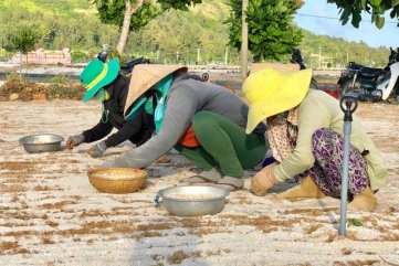 "Vàng trắng" Lý Sơn chờ giải cứu, người dân bấm bụng vào vụ mới