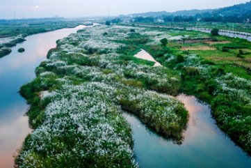 'Cánh đồng bất tận' hoa cỏ lau tuyệt đẹp ở Quảng Ngãi