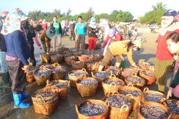 Thu nhập cao nhờ trúng đậm cá cơm