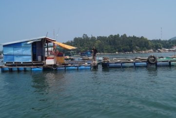 Cá nuôi lồng bè chết hàng loạt ở Quảng Ngãi