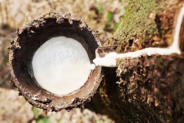 Nông dân “ôm nợ” với giấc mộng đổi đời từ cao su