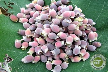 Nông dân thu nhập cao từ nghề hái sim rừng