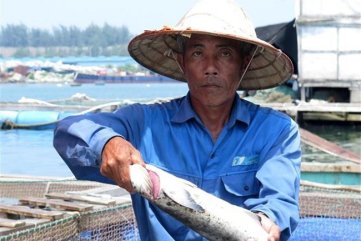 Xác định nguyên nhân cá bớp chết hàng loạt tại Quảng Ngãi