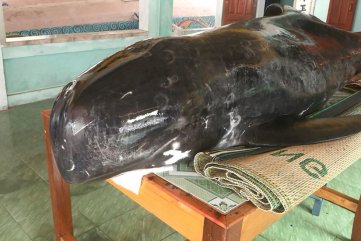 Cá voi nặng 300 kg dạt vào bờ biển Quảng Ngãi