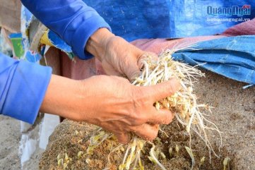 Chật vật giữ nghề làm giá