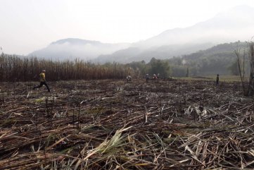 Quảng Ngãi: Liên tục cháy ruộng mía đang đến kỳ thu hoạch