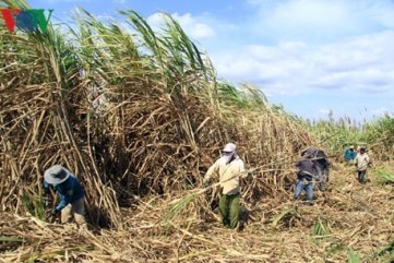 Quảng Ngãi: Mía khô, dân khổ vì chờ nhà máy thu mua