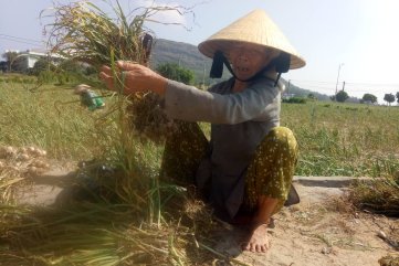 Nắng hạn kéo dài làm tỏi Lý Sơn chết hàng loạt