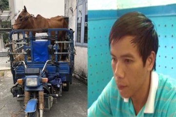 Nổi cộm nạn trộm cắp trâu bò ở vùng quê
