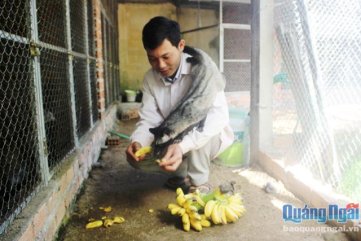 Quảng Ngãi: Ham nuôi loài nhìn ghê, bán giống 5-7 triệu/con